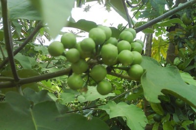 Uma planta que é pouco comentada é muito útil para a saúde. Trata-se da jurubeba (Solanum paniculatum). Mas ela é uma planta medicinal nativa do Brasil, encontrada em regiões de clima tropical, que pode ter grande utilidade na culinária e na prevenção de doenças.  -  (crédito: Domínio público )