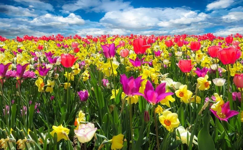 As flores trazem mensagem de paz e afeto. Em todo o mundo, já foram catalogadas quase 370 mil espécies de plantas que dão flores.  E atraem pela beleza e pelo perfume.  -  (crédito: Gerhard por Pixabay )