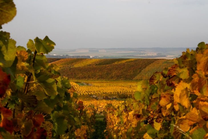 O Champanhe é um tipo específico de vinho espumante produzido na região de Champagne, no nordeste da França.