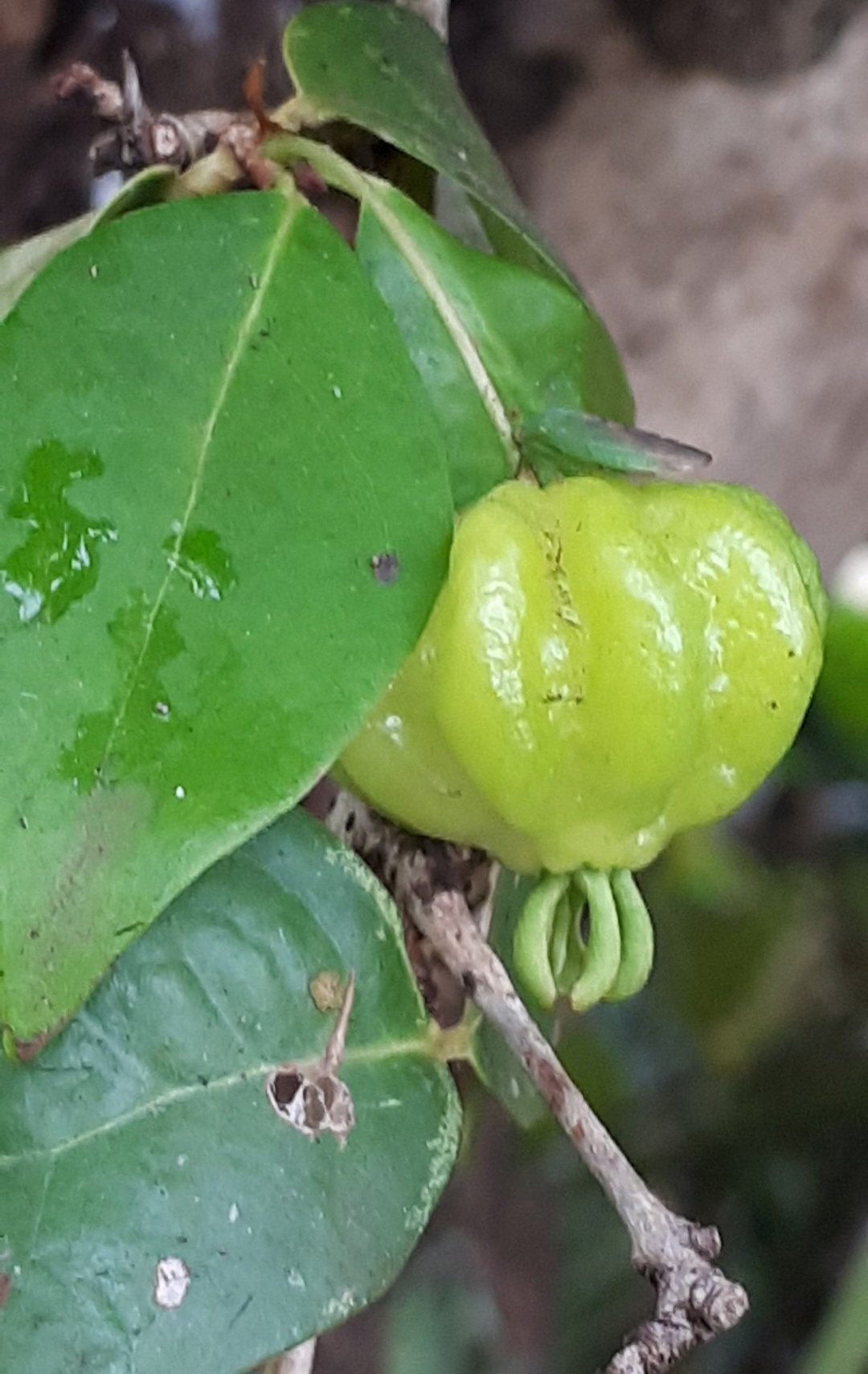 A fruta ainda tem propriedades diuréticas, aumentando a eliminação e reduzindo a retenção de líquidos, podendo ser usada para ajudar a reduzir o inchaço em todo o corpo.
