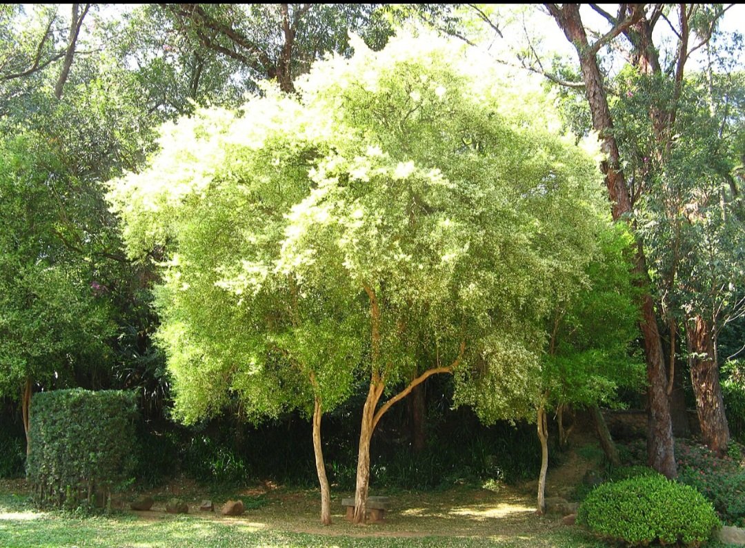 Suas propriedades diurÃ©ticas diminuem o inchaÃ§o do corpo por aumentar a eliminaÃ§Ã£o de lÃ­quidos. 