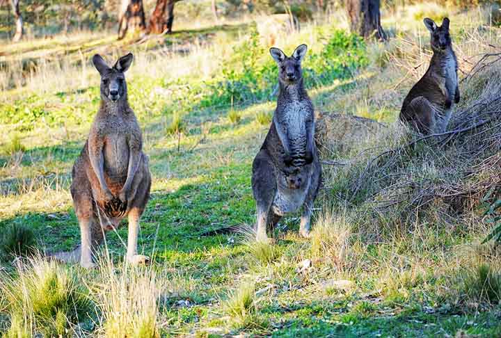 Melbourne (AustrÃ¡lia) - Canguru: O canguru Ã© um sÃ­mbolo nacional da AustrÃ¡lia e representa a fauna Ãºnica do paÃ­s. Melbourne adotou o canguru como parte de sua identidade desde o sÃ©culo XX.