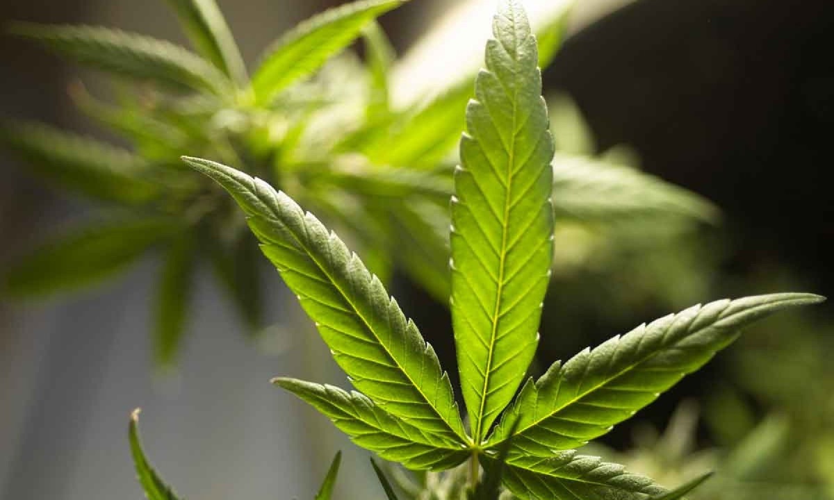 Pesquisas investigam a relação da cannabis com o cérebro humano - (crédito: Pixabay/reprodução) Pesquisas investigam a relação da cannabis com o cérebro humano - (crédito: Pixabay/reprodução)
