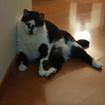 Dieta certa traz qualidade de vida para gatos obesos; veterinárias explicam - Arquivo pessoal/Divulgação 