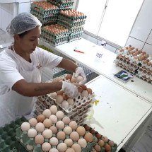 Produção de ovos caipiras cresce mais de 25% em Minas - Divulgação/Emater-MG