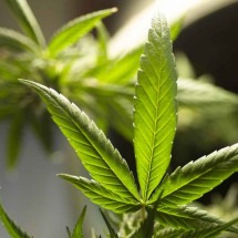 Uso excessivo de cannabis afeta a memória