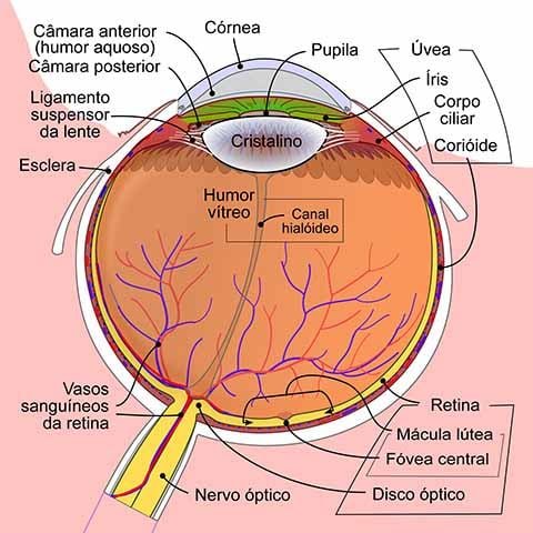 Elas também são utilizadas para finalidades estéticas e terapêuticas, como no tratamento de doenças oculares específicas ou para corrigir irregularidades na córnea.