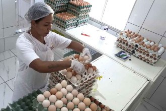 Produção de ovos caipiras cresce mais de 25% em Minas