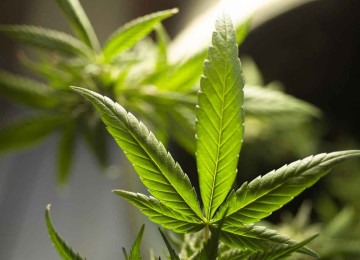Pesquisas investigam a relação da cannabis com o cérebro humano -  (crédito: Pixabay/reprodução)