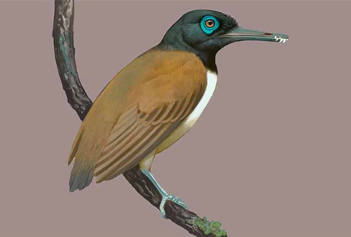 Nos estudos sobre animais pré-históricos, cientistas descobriram que um pássaro contemporâneo dos dinossauros tinha dentes. Apesar disso, ele não era carnívoro ( comia apenas sementes.) Trata-se do primeiro fóssil do Longipteryx chaoyangensis, encontrado na China.
 -  (crédito: Ville Sinkkonen/Current Biology)