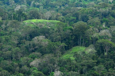 Um estudo divulgado em novembro/24 na revista American Geophysical Union, revelou que um "microburst" causado pelas mudanças climáticas tem derrubado árvores de grande porte na Amazônia. -  (crédito: Governo do Acvre wikimedia commons )