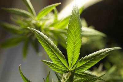 Pesquisas investigam a relação da cannabis com o cérebro humano -  (crédito: Pixabay/reprodução)
