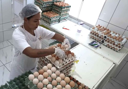 Produção de ovos caipiras cresce mais de 25% em Minas