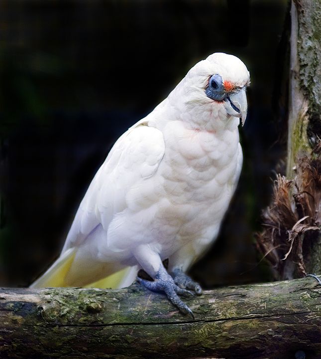 As cacatuas são animais inteligentes e conseguem copiar melodias, sons de outros animais e até mesmo a voz humana. Estas aves podem aprender e reproduzir algumas palavras, mas têm dificuldades em reproduzir frases completas, diferentes dos papagaios.