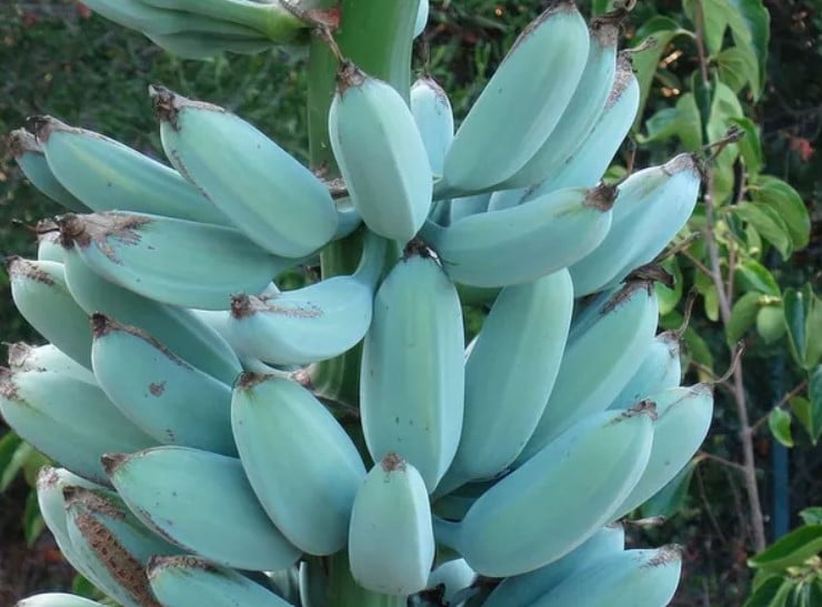 Com sabor de baunilha e consistência de sorvete, banana azul causa surpresa