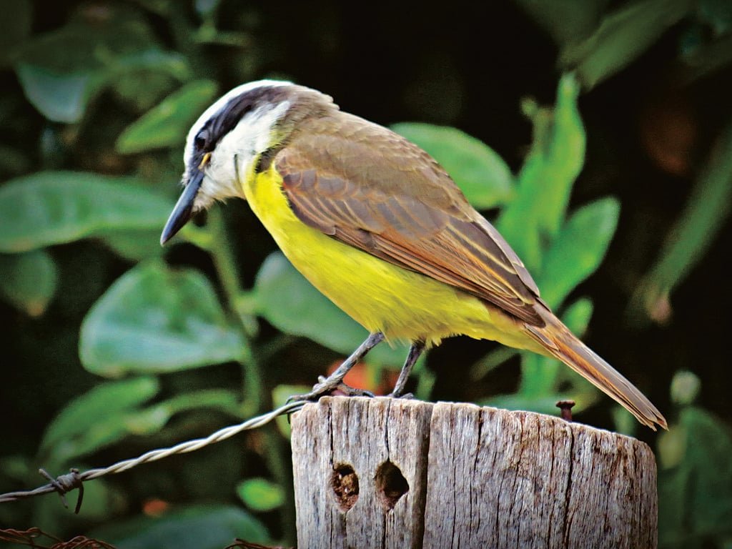 Os ovos desses animais são cônicos com pintinhas pretas como os de codorna. Após a eclosão, possuem um desenvolvimento altricial (nasce quase sem penas com olhos fechados, não voa nem anda).