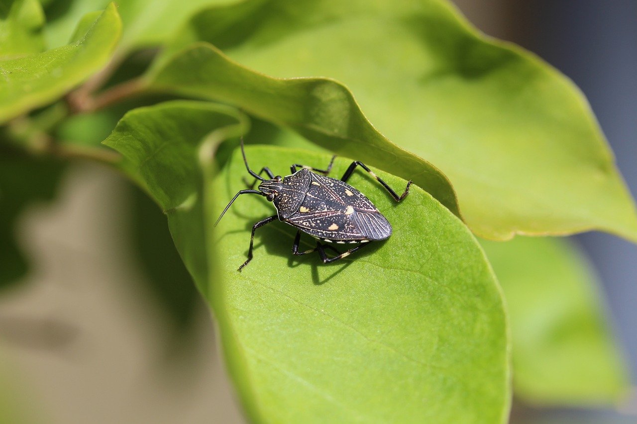 Percevejos (Cimex lectularius) são pequenos insetos originários da Ásia que se espalharam globalmente devido à migração e ao comércio internacional.
