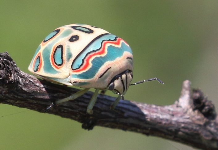 Apesar de se parecer com um besouro, o percevejo-picasso pertence ao grupo dos percevejos e é encontrado apenas em regiões tropicais e subtropicais da África.