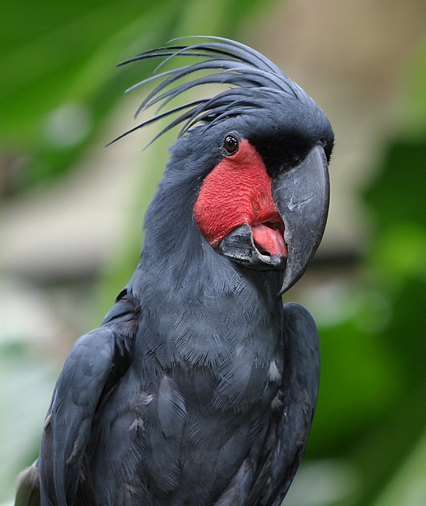 A cacatua negra, de-cauda-vermelha também é uma ave da ordem Psittaciformes que pode chegar a 60 centímetros de comprimento e viver até 70 anos.