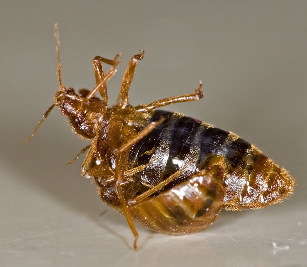 Os percevejos são bem pequenos. Eles medem entre 5 e 7 mm, com corpo oval e achatado. Cada fêmea põe até 500 ovos em sua vida, e as condições de calor e umidade aceleram sua proliferação. Na foto, um macho inseminando uma fêmea.