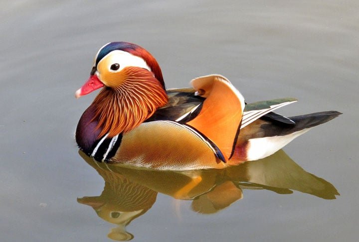 Pato-mandarim (Aix galericulata) – Seu bico curto e vermelho é adaptado para capturar pequenos invertebrados e sementes na superfície da água. Encontrado em lagos e rios da Ásia , especialmente na China e Japão.
