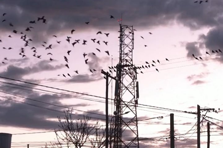 "Esses papagaios criam custos e problemas diários para nós. Nem é preciso dizer que, quando falta energia, não há rádio", contou.