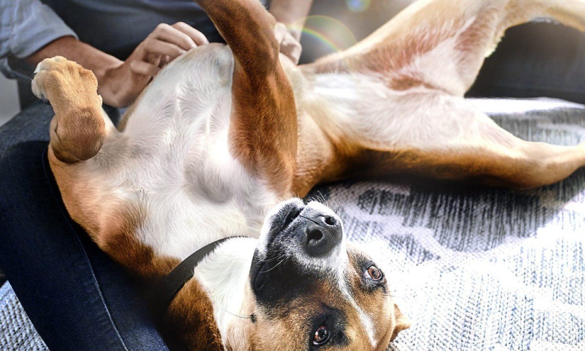 Hill's reforça importância das fibras na saúde intestinal e bem-estar de pets -  (crédito: DINO)