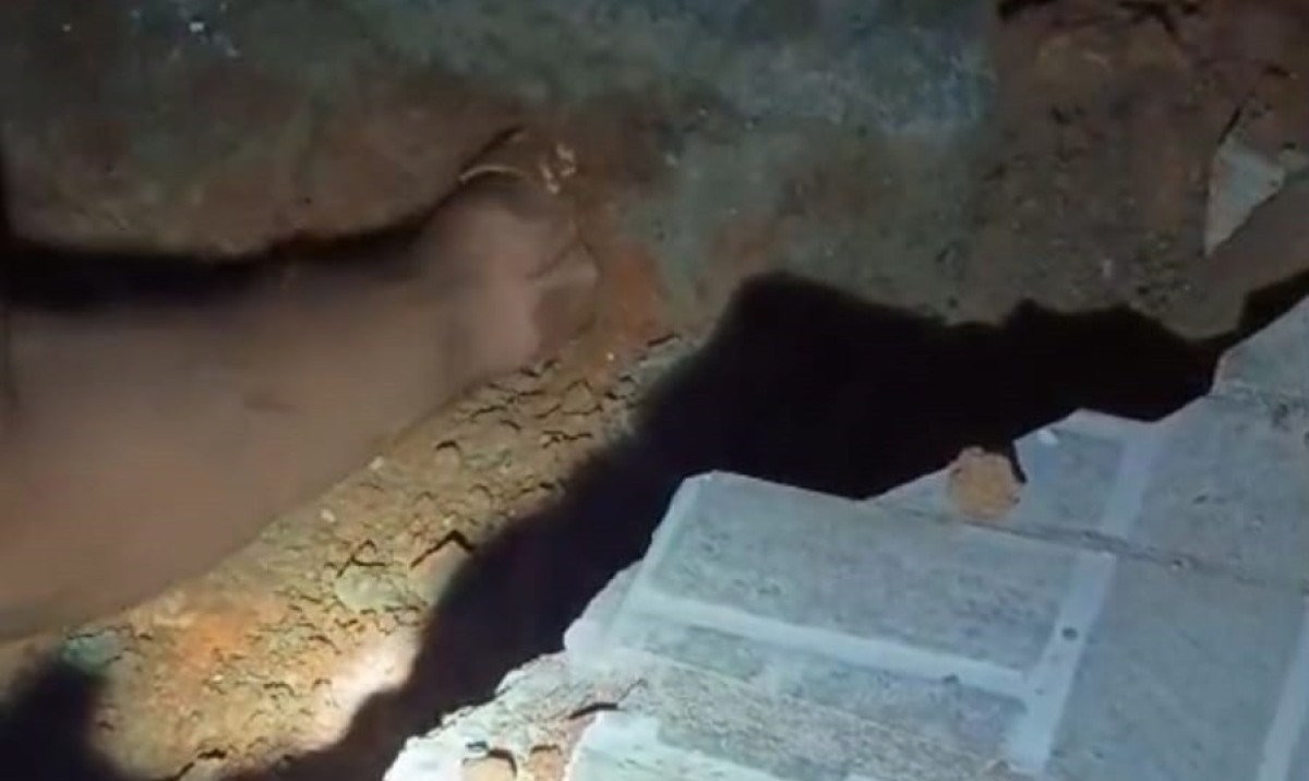 Gato preso em cano é resgatado por militares em Ribeirão das Neves
 -  (crédito: Imagem: Divulgação/CBMMG)