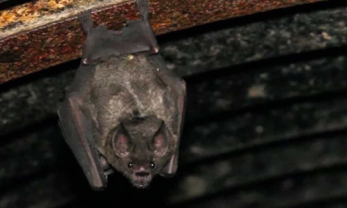 Morcego foi encontrado no quintal de uma casa em Betim -  (crédito: Youtube/ PeritoAnimal)
