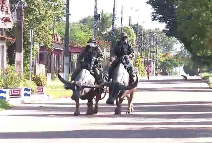 Além disso, o oficial disse ainda que em breve uma doutrina vai nortear com mais detalhes a utilização dos búfalos no policiamento ostensivo, transporte e operações.