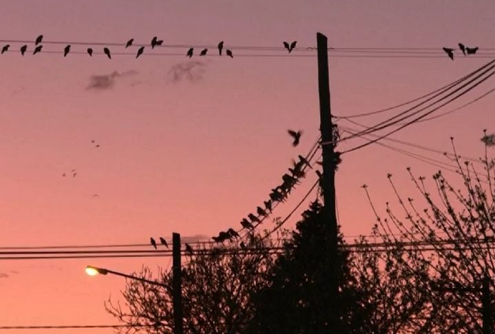 "Eles mordem e danificam os cabos, a água pode entrar nos fios quando chove e a transmissão de energia é interrompida", explicou Ramón Alvarez, jornalista local da Rádio Táxi FM.