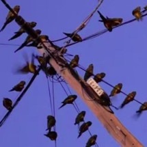 Papagaios causaram caos com invasão em massa na Argentina - reprodução