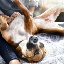 Hill's reforça importância das fibras na saúde intestinal e bem-estar de pets - DINO