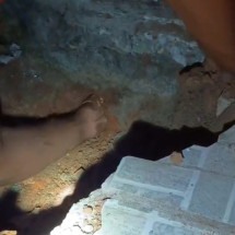 Vídeo: gato preso em cano de PVC é resgatado por bombeiros - Imagem: Divulgação/CBMMG