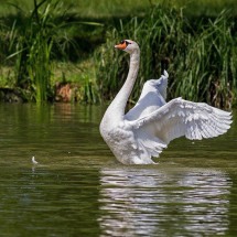 Beleza dos cisnes une elegância e singeleza