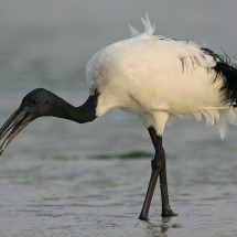 Bicos de aves que se destacam por serem diferentes da maioria - Steve Garvie wikimedia commons