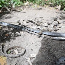 Estrada do Sanatório: como está principal ponto de desova de animais em BH - Leandro Couri/EM/D. A Press
