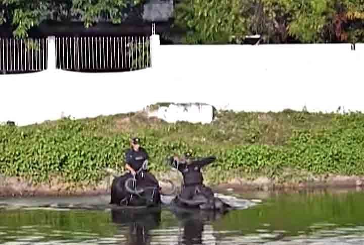 Gouvêa destacou como o rebanho no Marajó chegou ao patamar de mais 600 mil cabeças apenas com a importação feita por Vicente Chermont de Miranda. Para ele, a entrada dos animais ocorreu pela costa da ilha. Os búfalos, por serem fortes e exímios nadadores, sobreviveram às viagens entre continentes.