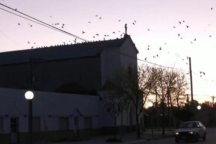 Os habitantes testaram diversos métodos para espantar os papagaios, como sons altos e lasers, porém nenhum deles tem surtido efeito.