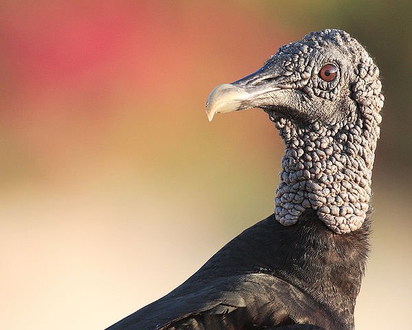 Urubu-de-cabeÃ§a-preta, (Coragyps atratus): Tem um bico curto, forte e levemente curvado, ideal para rasgar carne em decomposiÃ§Ã£o. Ele Ã© nativo das AmÃ©ricas, encontrado do sul dos EUA  atÃ© o sul da AmÃ©rica do Sul, em Ã¡reas abertas e urbanas. Seu bico combinando com sua cabeÃ§a sem penas, o que ajuda a evitar infecÃ§Ãµes ao se alimentar.