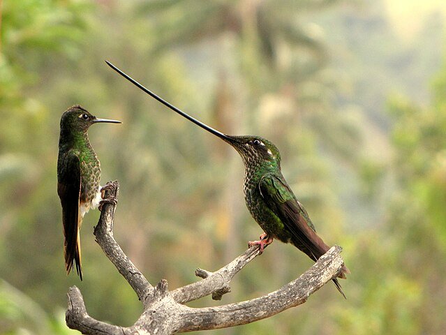 Beija-Flor bico de espada  Ensifera ensifera) -  Tem um bico levemente curvado para cima e 25% maior que o corpo. Seu bico permite acesso ao   néctar de talos de flores mais compridos, além de poder ser usado em disputas territoriais com outros beija-flores, Mas pode dificultar o voo.