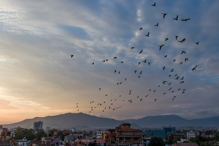 Essas aves passaram a buscar abrigo na cidade durante o outono e o inverno nos últimos anos. No verão, as aves migram em direção às falésias da Patagônia, no sul, onde ocorre o período de reprodução.