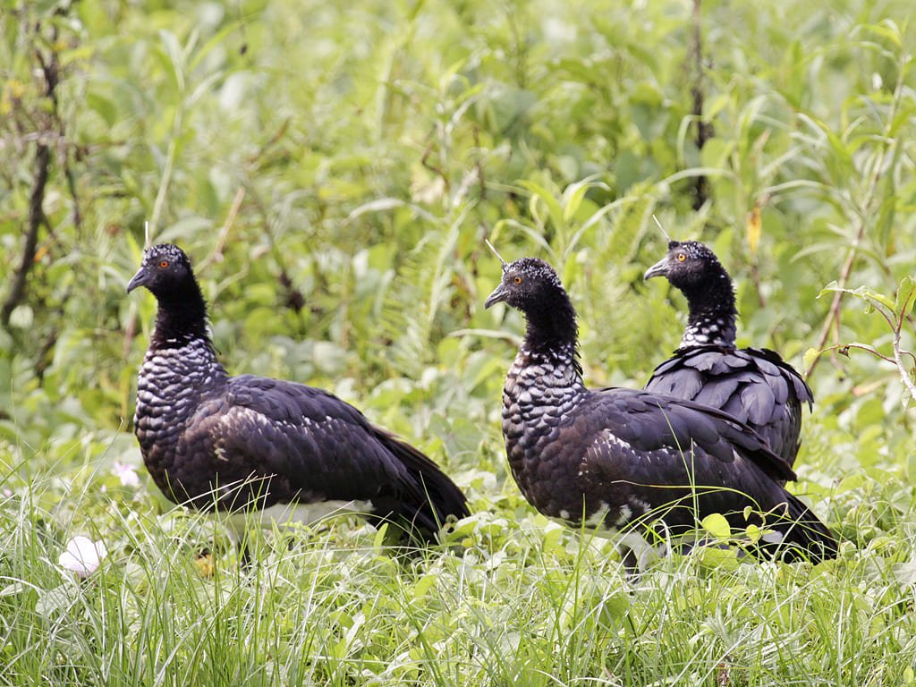 Anhuma (Anhima cornuta) – Tem um bico curto e forte, adaptado para arrancar vegetação aquática e pequenos invertebrados. Vive em áreas úmidas da América do Sul, especialmente no Brasil e Argentina