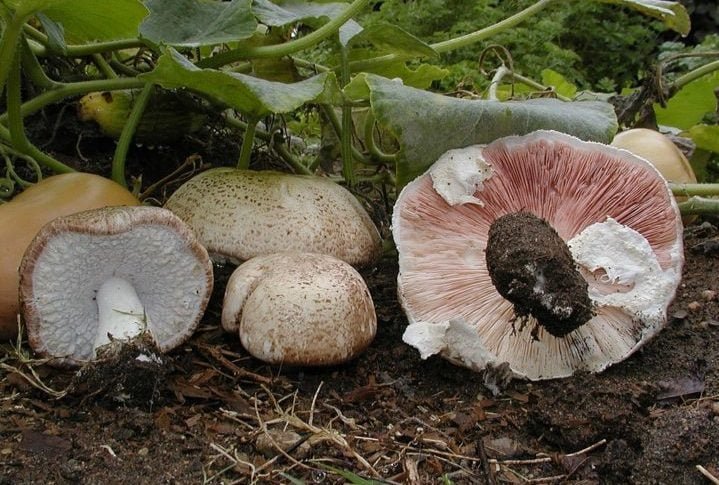 O Cogumelo-do-sol Ã© nativo da AmazÃŽnia, possui propriedades anti-inflamatÃ³rias e anticÃ¢ncer.