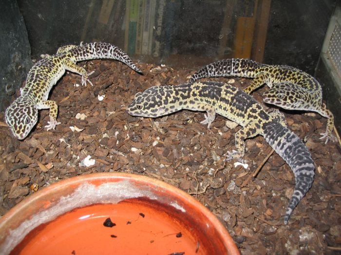 Pode ser considerado um dos lagartos mais adequados para domesticaÃ§Ã£o. Ã? dÃ³cil e geralmente tolera bem o contato com humanos. Vive bem em terrÃ¡rios pequenos e exige pouca manutenÃ§Ã£o.
