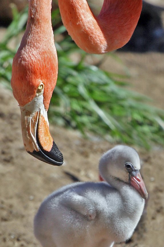 Flamingo-americano (Phoenicopterus ruber): Tem bico grande, curvado e adaptado para filtrar pequenos organismos da água. Nativo das Américas, vive em lagoas salinas e manguezais do Caribe, América Central e América do Sul. Os filhotes nascem com bico reto e cinza, que facilita a alimentação com o "leite do papo" dos pais; os adultos desenvolvem bico curvado e forte para filtrar algas e crustáceos.