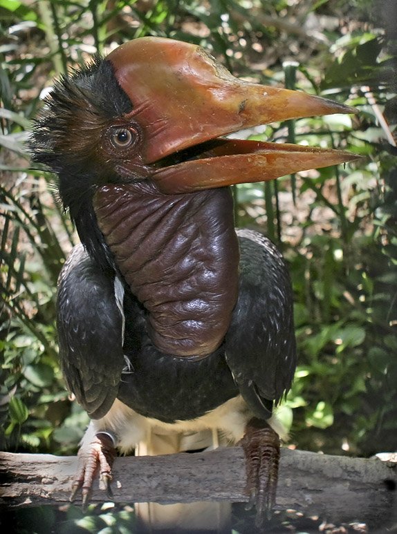 Calau-de-capacete (Rhinoplax vigil) – Seu bico longo e curvado possui uma estrutura maciça chamada castão, usada em disputas e vocalizações amplificadas. Vive em florestas tropicais do Sudeste Asiático.