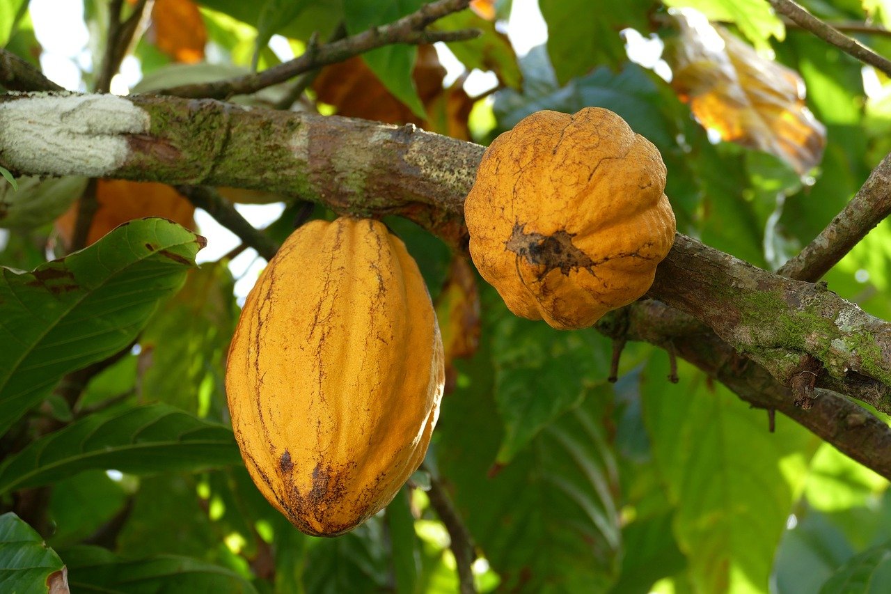 Cacau - ContÃ©m flavonoides que estimulam o fluxo sanguÃ­neo para o cÃ©rebro. Consumido em moderaÃ§Ã£o, ele melhora o humor e o foco, tornando mais eficiente o armazenamento de informaÃ§Ãµes.
