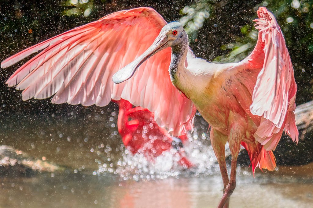 Colhereiro-americano (Platalea ajaja) – Seu bico achatado e em forma de colher auxilia na captura de pequenos peixes e crustáceos ao agitar a água. Habita áreas úmidas das Américas, do sul dos EUA até a Argentina.