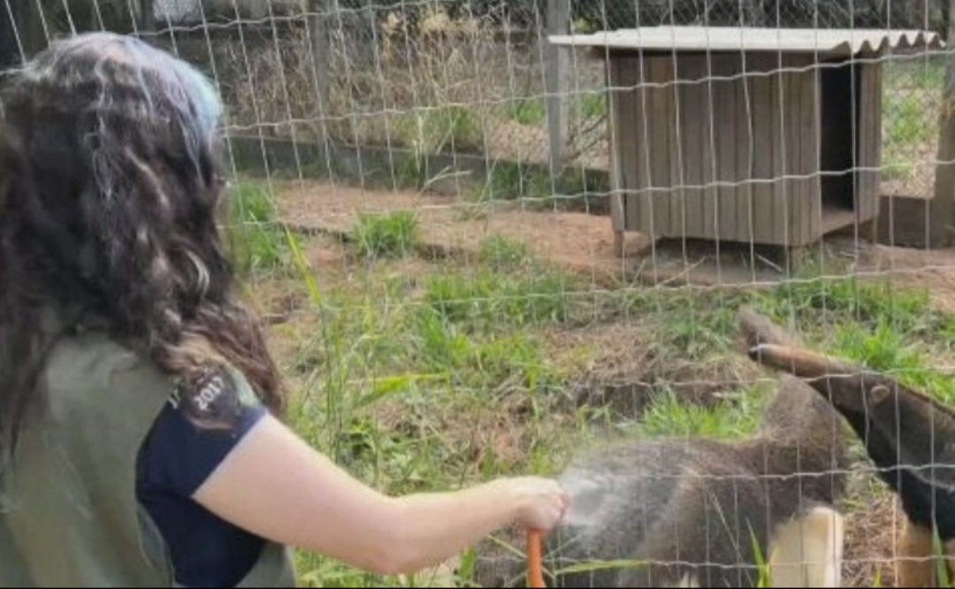 No Cempas, eles recebem alimentaÃ§Ã£o, tratamento veterinÃ¡rio e se refrescam nos dias de calor mais forte